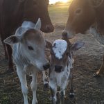 Brandi, Sangria, Pebbles and Baby