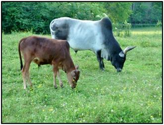 Sonny Boy and Conway - Stephens Farm
