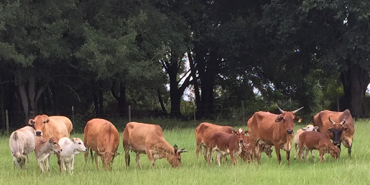 AMZA the Only TRUE Registry