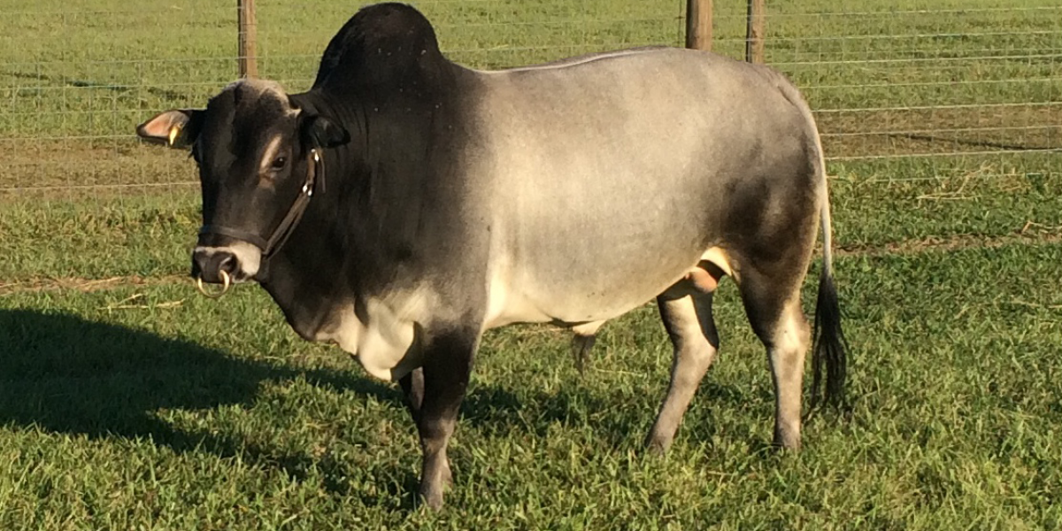 Samson—Master-Champion