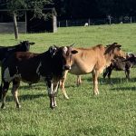 registering your herd name
