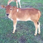 Stormy Hill Farms - Ginger